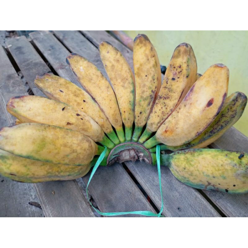 

BUAH PISANG KEPOK GAJIH