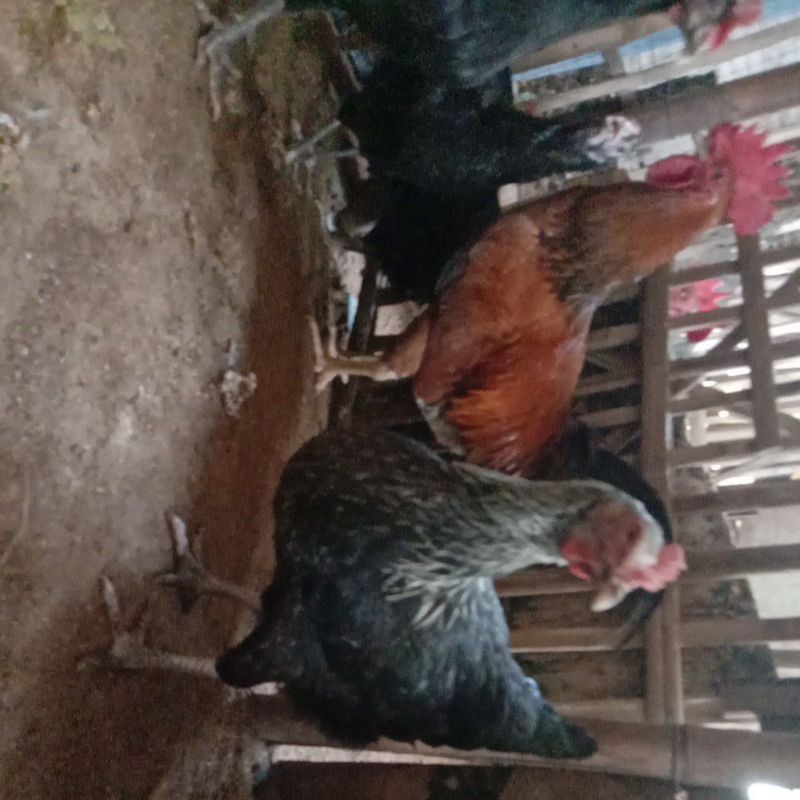 

telor ayam KUB( kampung unggul petelor)2fertil untuk di tetaskan