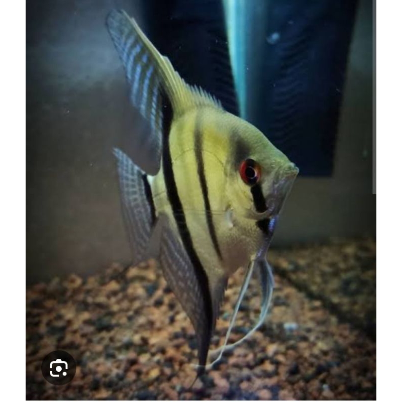angelfish peruvian clown pinoy