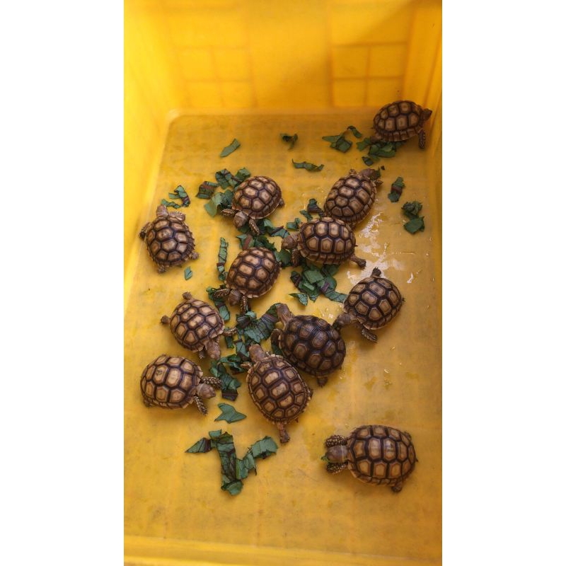 Hiasan Aquarium Miniatur Sulcata 8 cm