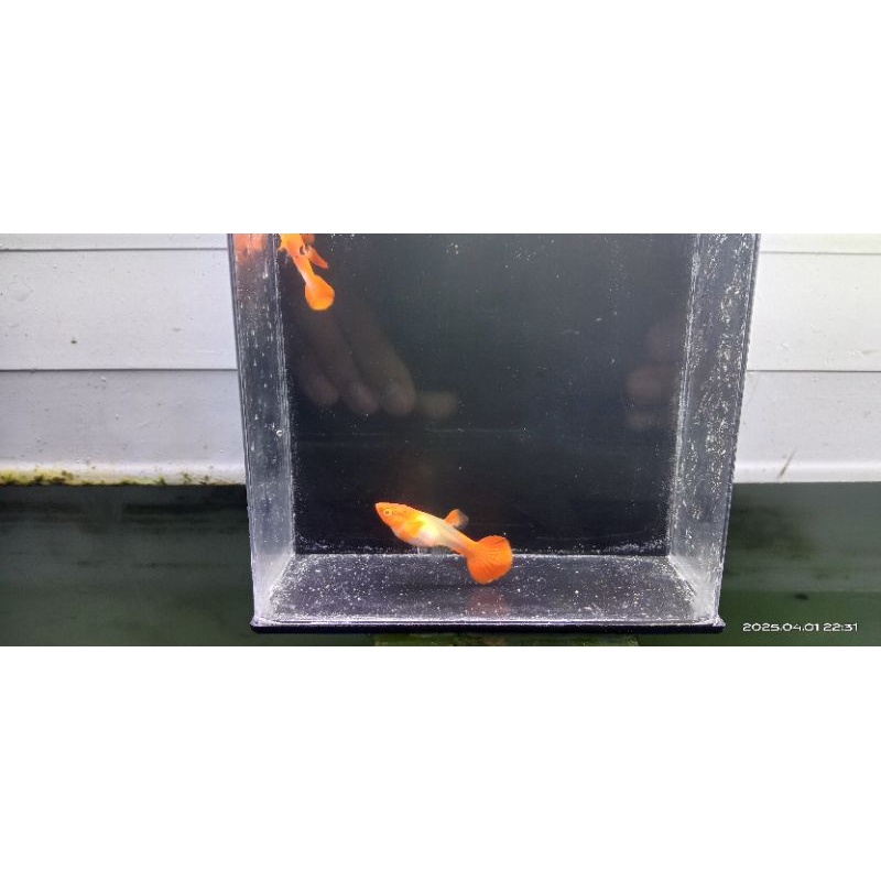 Pakan Guppy Albino King Koi Red Ear Pasangan