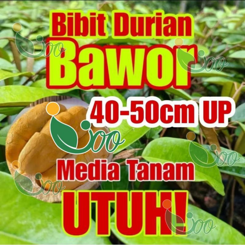 BIBIT DURIAN BAWOR MEDIA TANAM UTUH Tinggi 40-50cm bawor super berbuah cepat