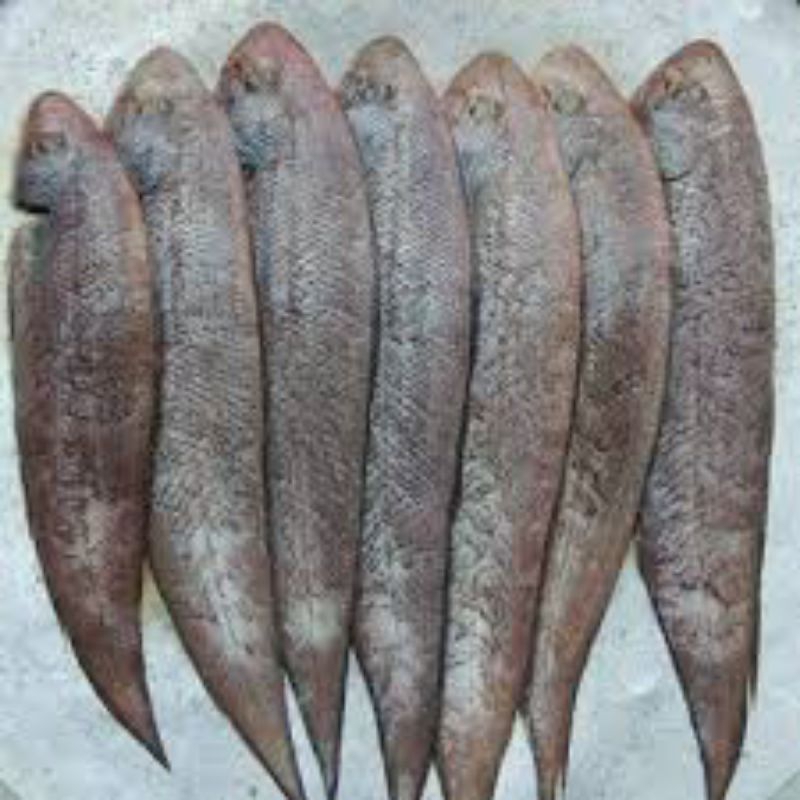 

IKAN LIDAH SEGAR