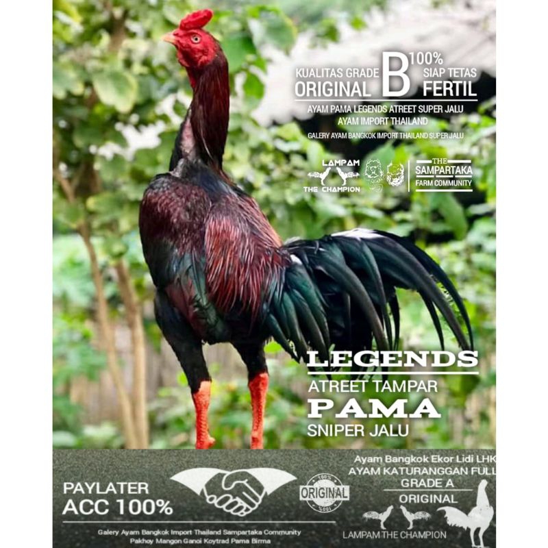 telur ayam bangkok pama ninja ori 100%
