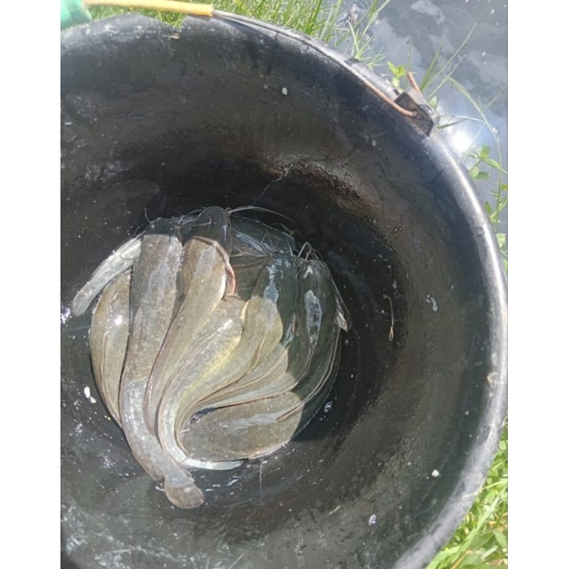 Ikan Lele / Ikan Lele Segar/ Ikan Lele Fresh / Ikan Lele 1 Kilogram/Ikan Lele Terlaris