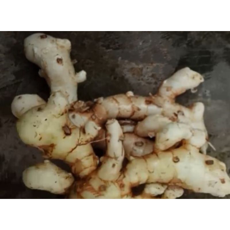 

TEMU PUTIH /KUNYIT PUTIH FRES 1 KG