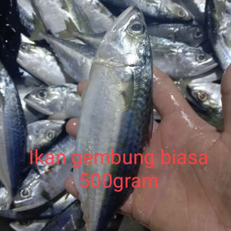 

ikan gembung biasa segar fresh 500gram/ikan gembung biasa segar fresh 500gram