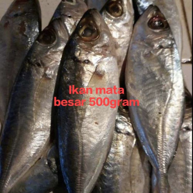 

ikan mata besar segar fresh 500gram/ikan mata besar segar fresh 500gram