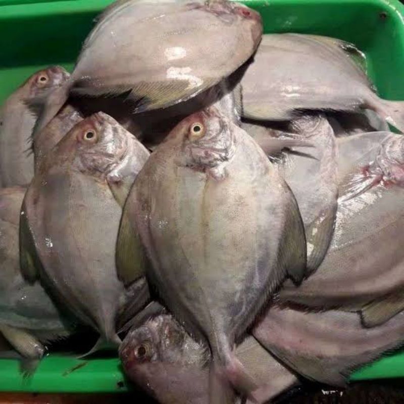 

Ikan bawal segar fresh 500gram pasar pagi/ ikan segar bawal 500gram pasar pagi