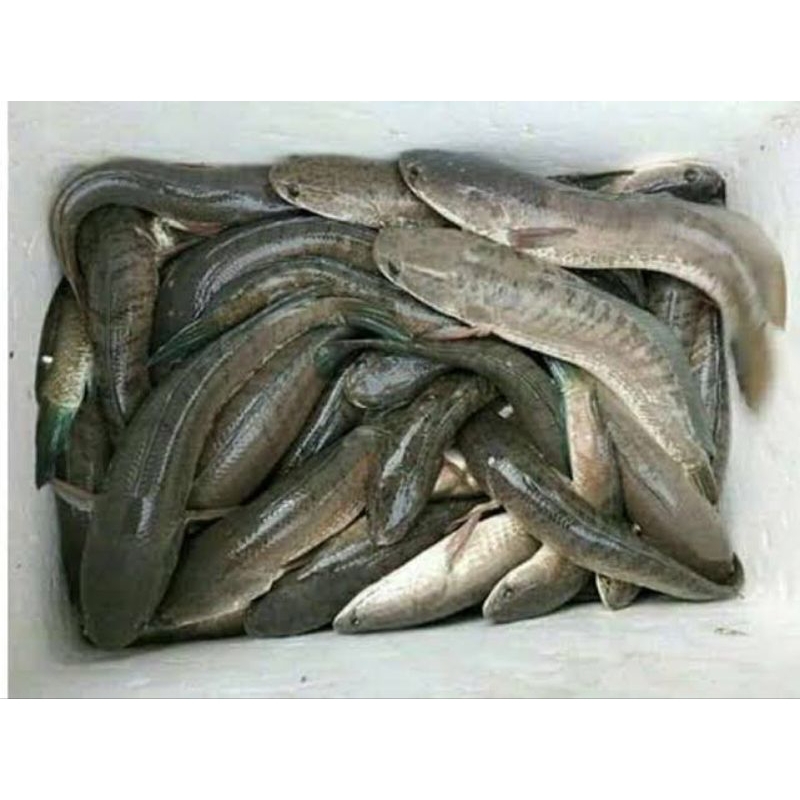 

ikan segar fresh/ ikan Gabus 500gram/ ikan ruwan 500gram