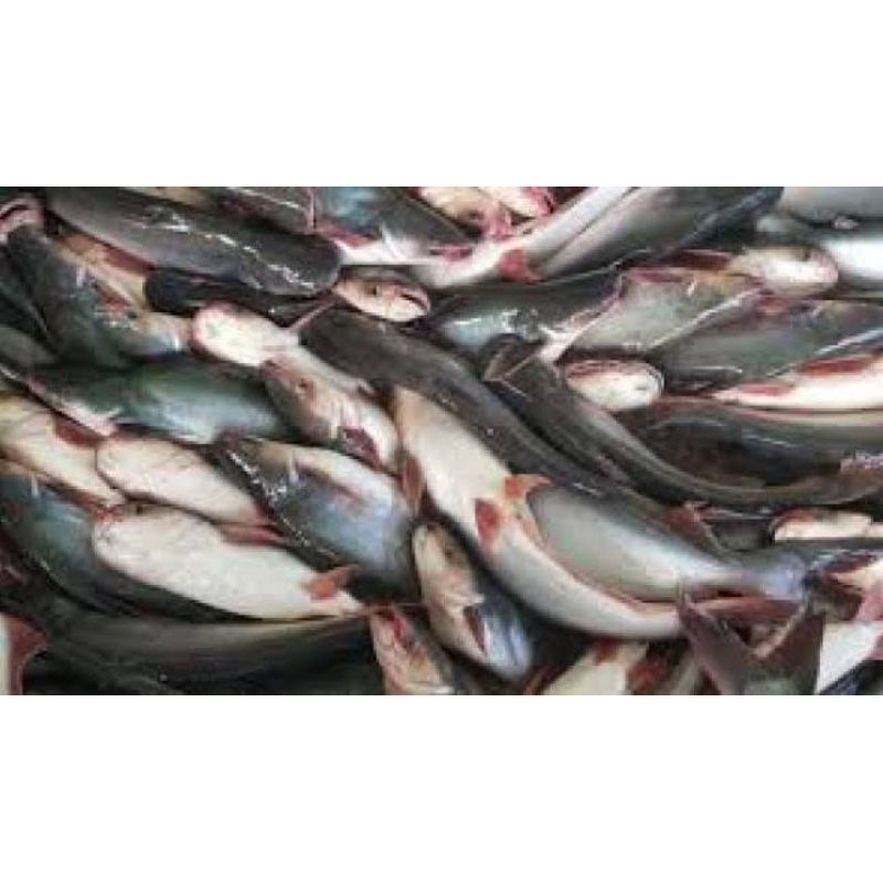 

Ikan fresh segar/ ikan Patin 500gram