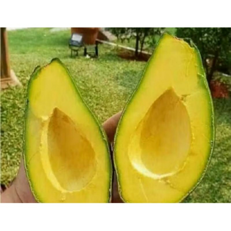 

ALPUKAT MENTEGA MURIA ISI 2,3,4 PULEN LEZAT & FRASH