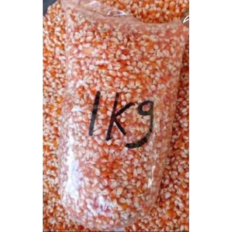 jagung kecil jagung merpati jagung super