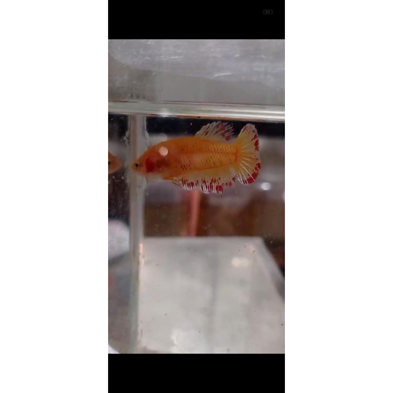 vanda,, dumbo ear gold