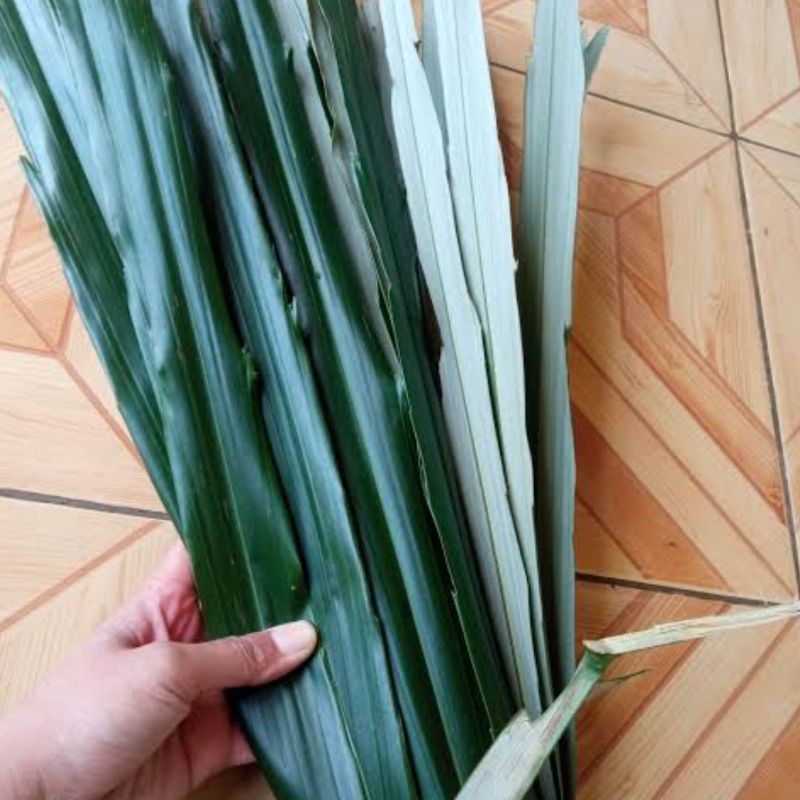 

Daun aren hijau segar paket 100 batang