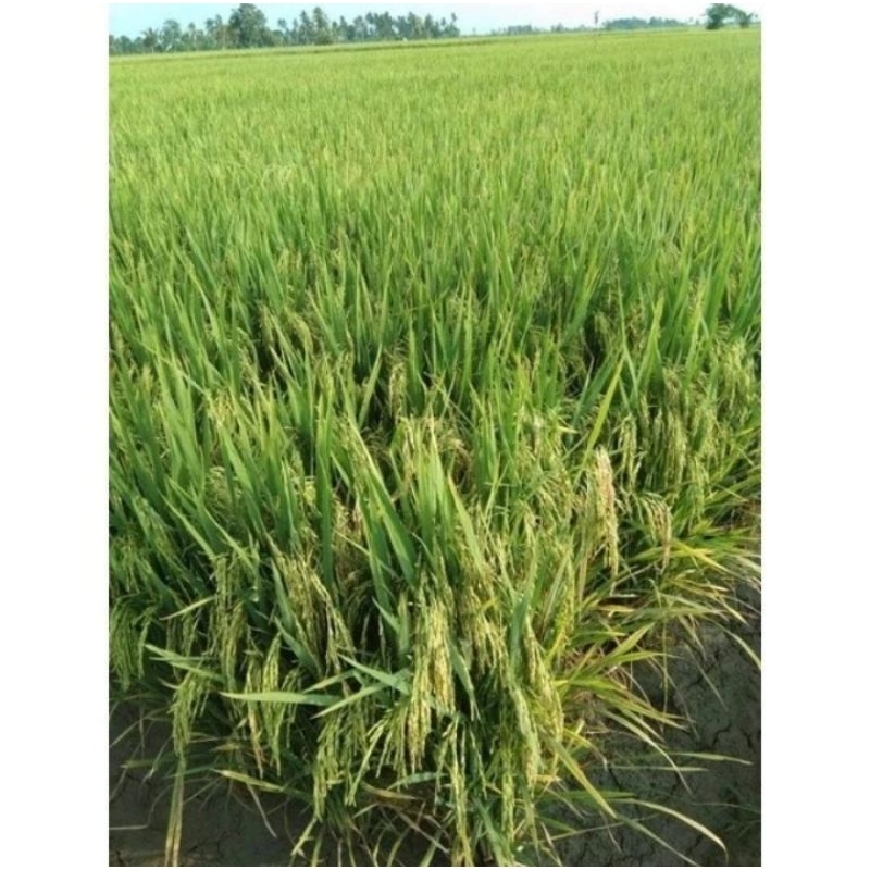 BENIH PADI MR 219 KEMASAN 5KG