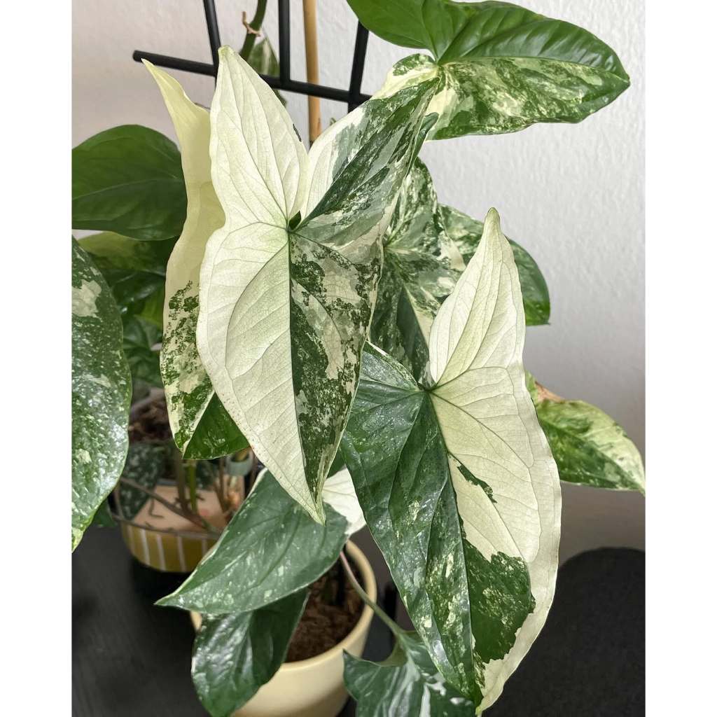 Syngonium Variegata - Tanaman Hias Indoor Murah Terbaik