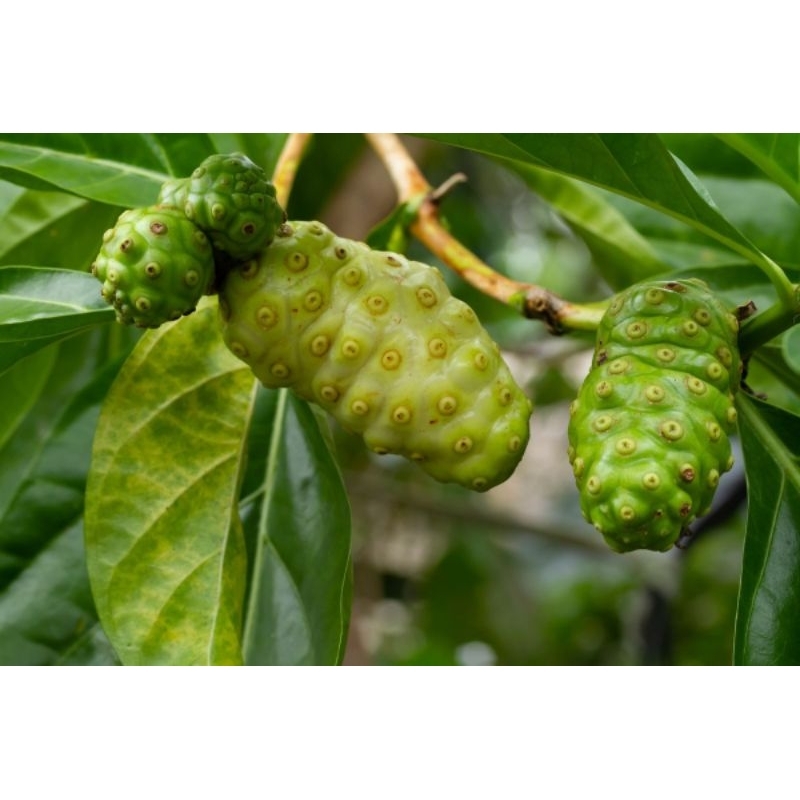 

Buah mengkudu