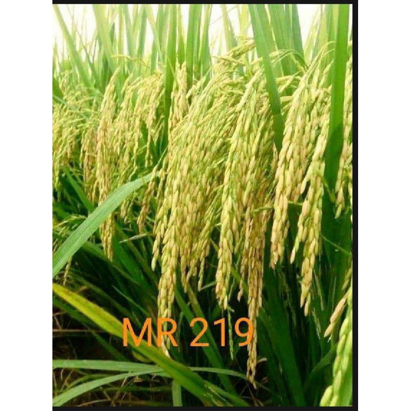 benih padi MR 219 per 5kg