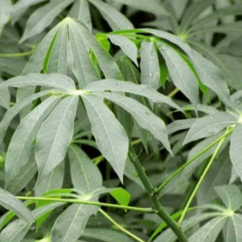 

Daun singkong racun sapikuru asli segar 1 kg