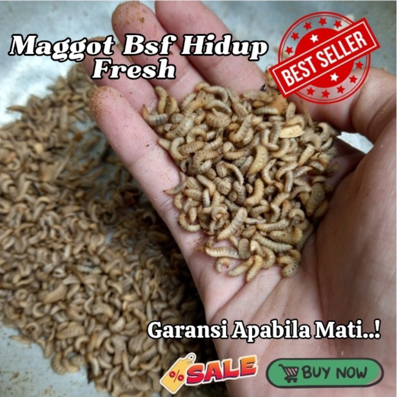 MAGGOT BSF HIDUP FRESH, MAGGOT BSF HIDUP, MAGGOT BSF PREMIUM