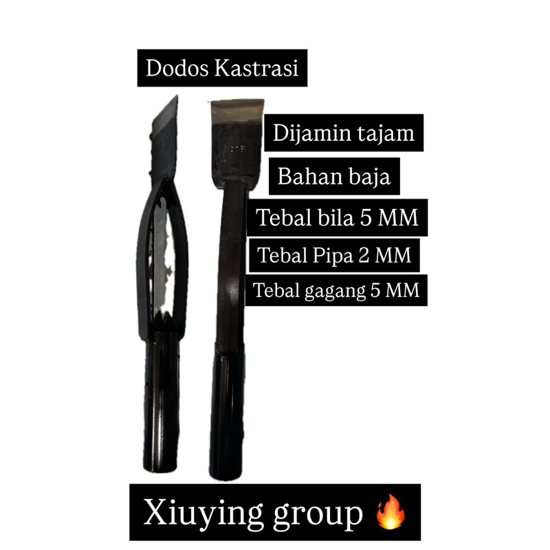 Dodos kastrasi kelapa sawit