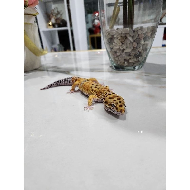 Leopard Gecko Emerald Tangerine Dewasa