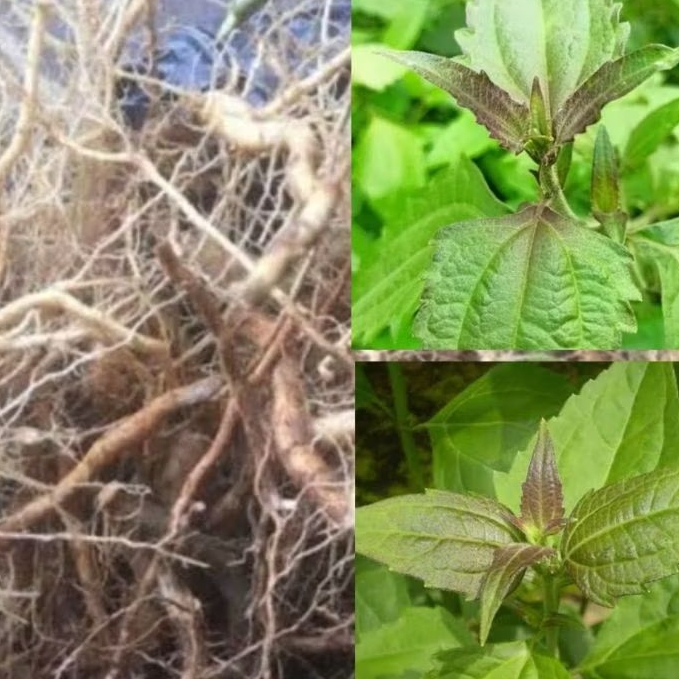 

Akar kopasanda segar petik langsung paket 1 kg