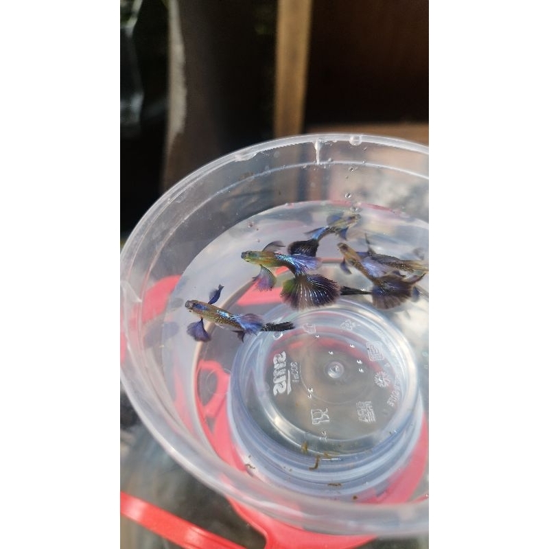 Guppy purple dragon big ear, grade A ( satu pasang )