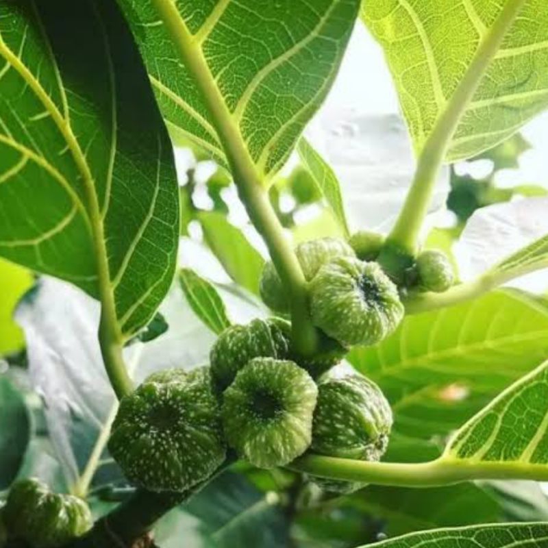 

Daun awar awar atau kuciat segar 500 gram
