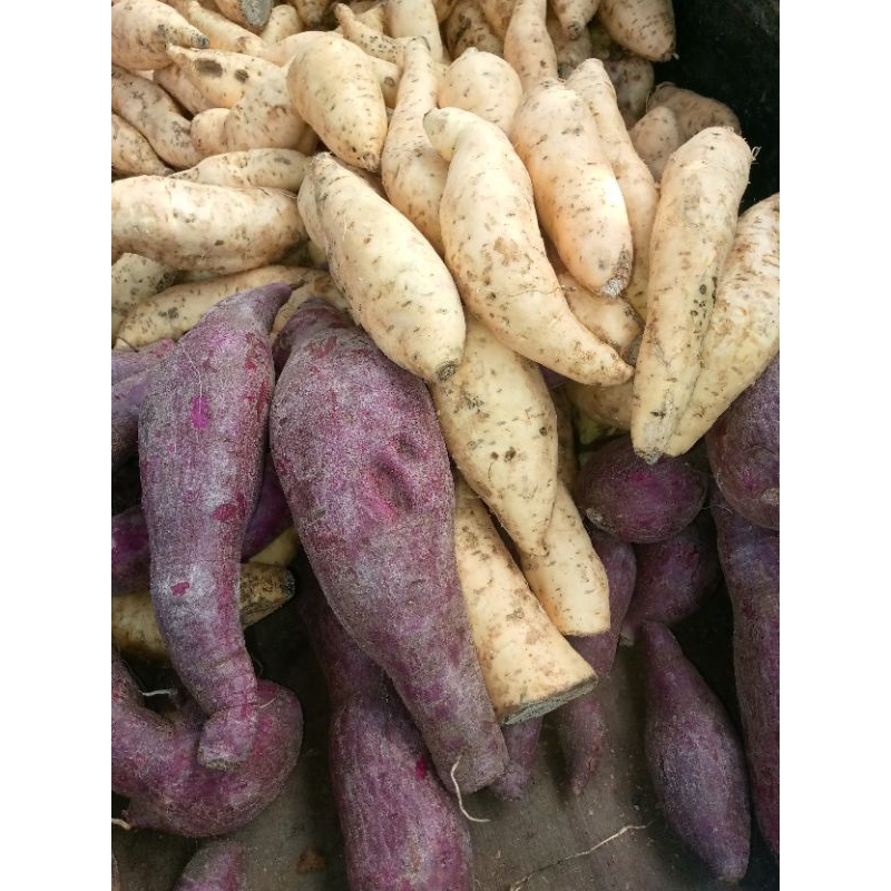 ubi madu ubi ungu ubi cilembu