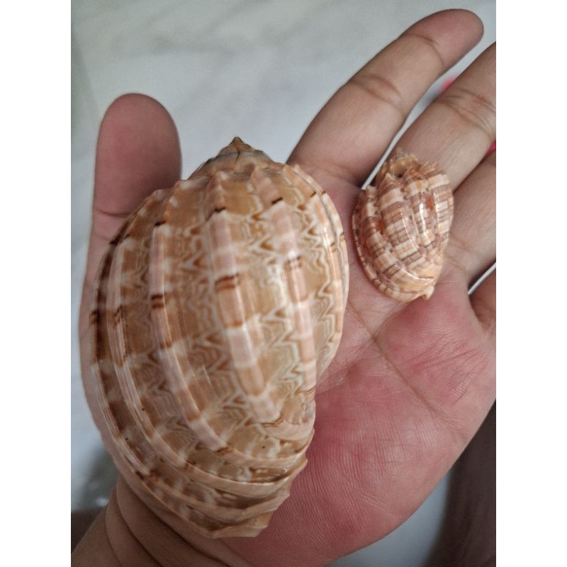 "SIZE BESAR XXL" Cangkang/Rumah Kelomang Harpa Harpa Berbagai Macam Ukuran Dengan Garis Tengah Luban