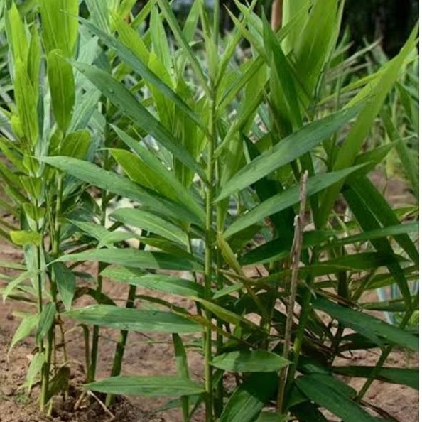 

Daun bangle hitam atau panglai segar paket 500 gram