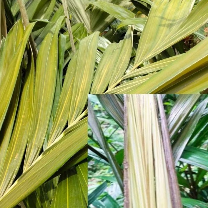 

Pucuk daun pohon salak muda segar paket 500 gram