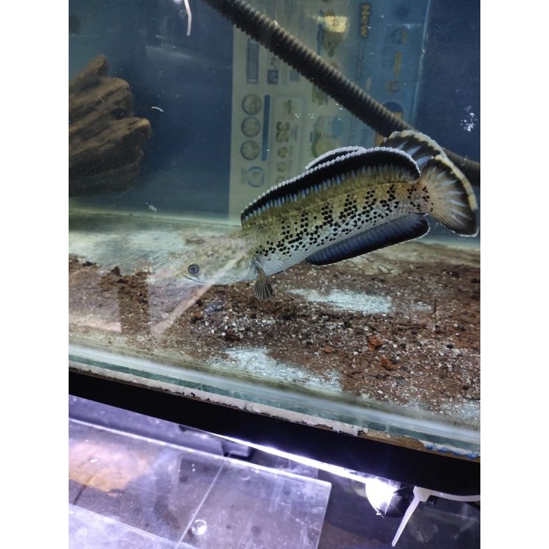 Hiasan Sterwati | Garansi