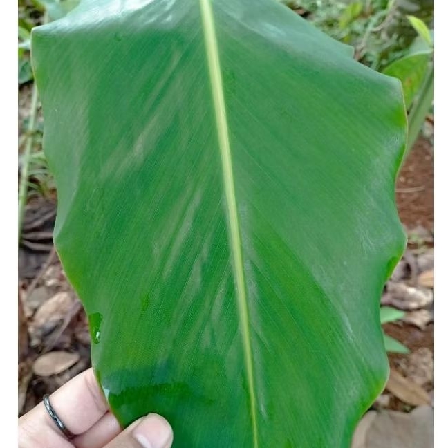 

Daun kecombrang comrang daun romeh daun honje segar fresh obat herbal 500gr