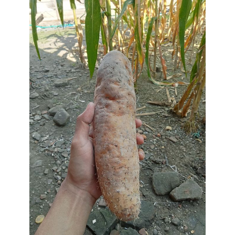 

Mbili pulen / ubi gembili fresh mentah 1kg