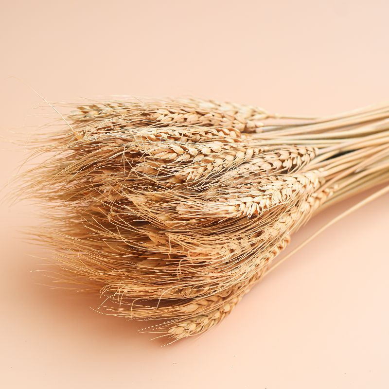 

Bunga Gandum Kering- Dried Wheat Flower Asli-Import