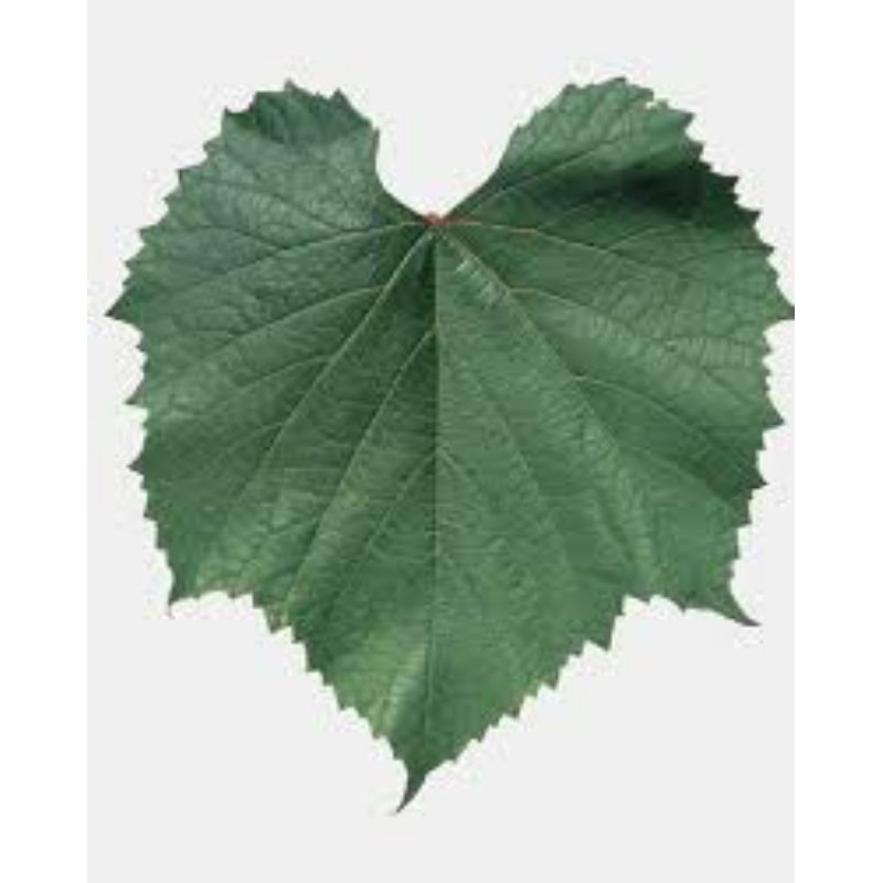 BIBIT ROOTSTOCK SO4 100%VALID