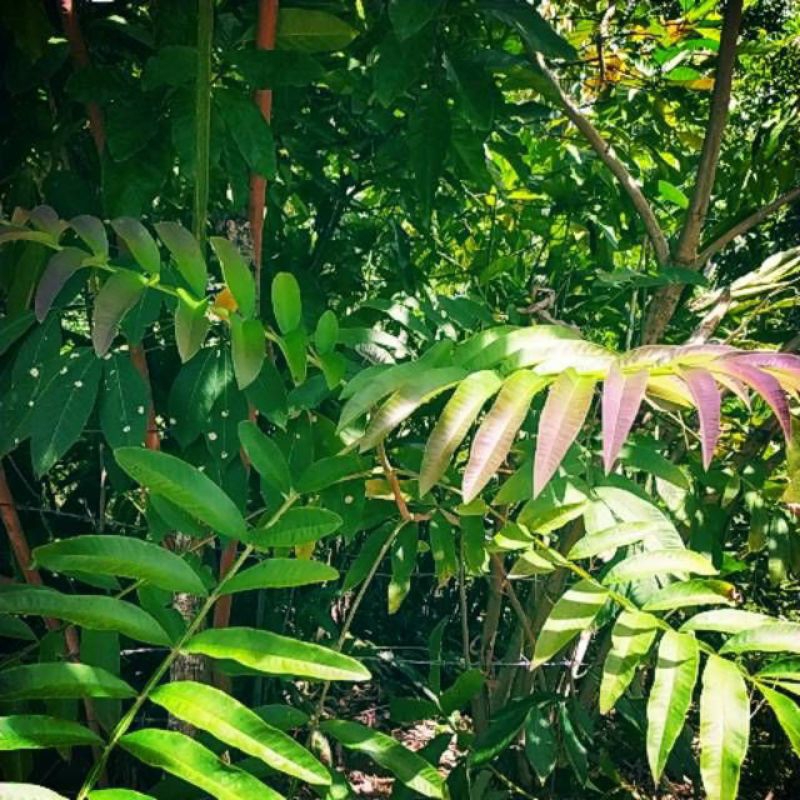 

Jual daun sungkai segar, dan berkualitas