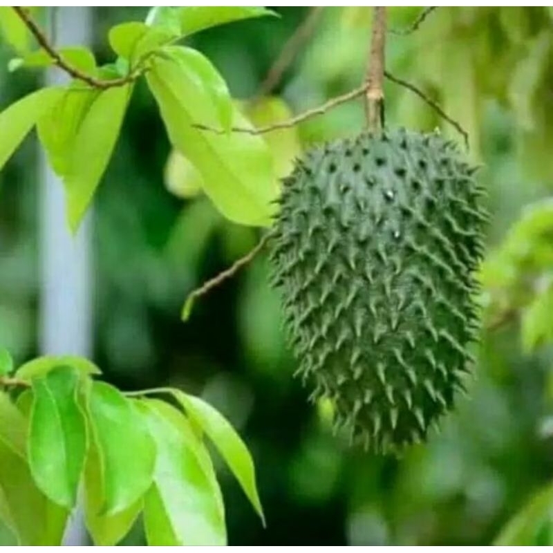 

100 LEMBAR DAUN SERSAK SEGAR TUA/MUDA OBAT HERBAL MENGOBATI SEGALA PAYAKiT