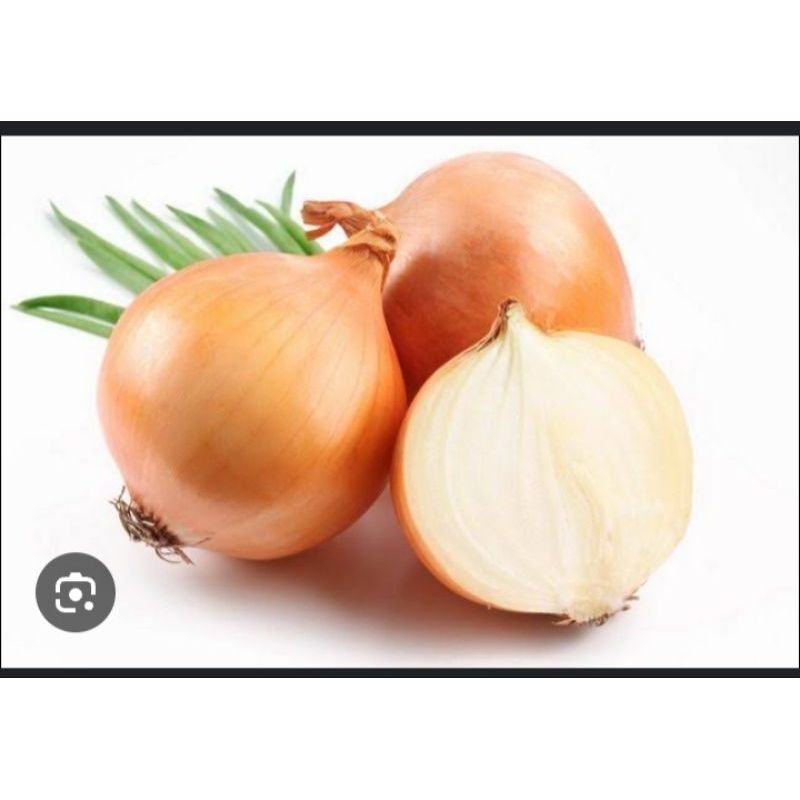 

bawang bombai 1 biji