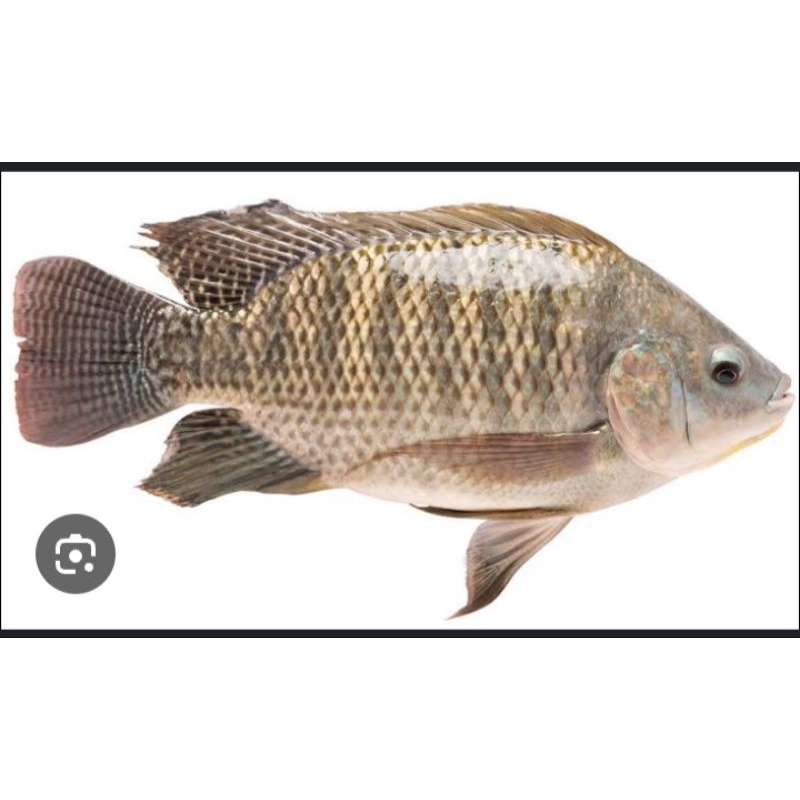 

ikan nila 2 ekor