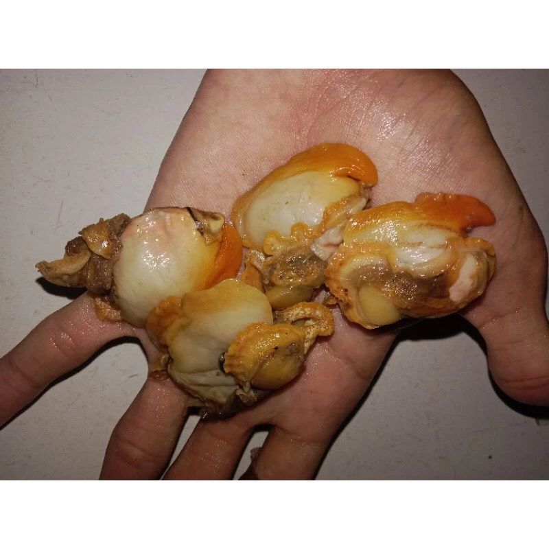 

Kerang Dara Kupas Jumbo 1Kg Segar Fresh Frozen BERGARANSI / Kerang Dara Kupas