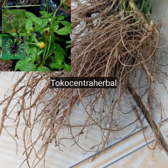 

Akar ajeran atau hareuga segar paket 500 gram