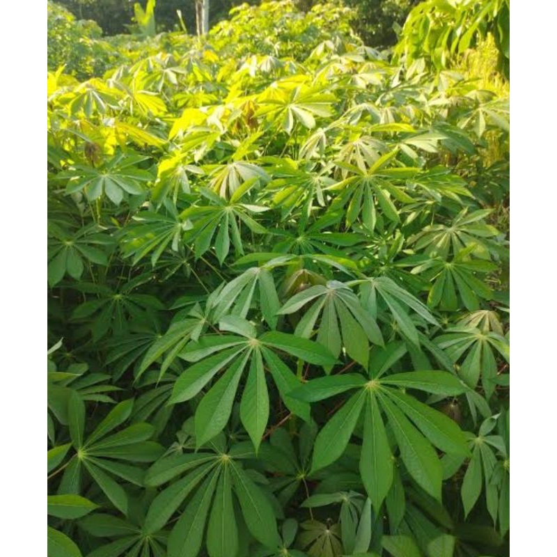 

daun singkong fres dadakan langsung ambil dari pohon/per ikat /30 daun
