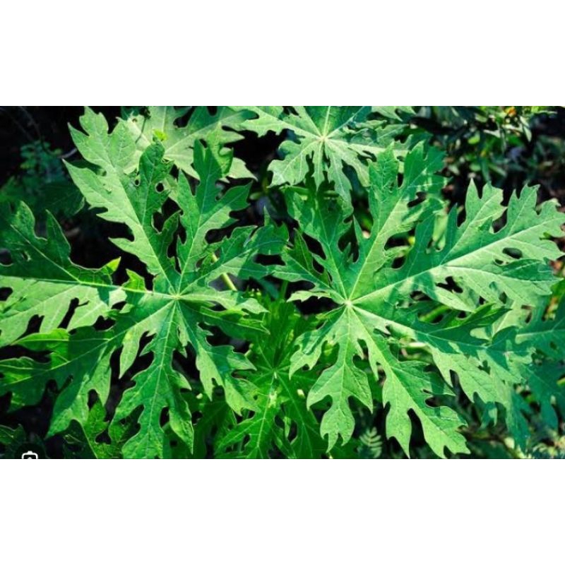 

daun pepaya segar fres murah /per ikat