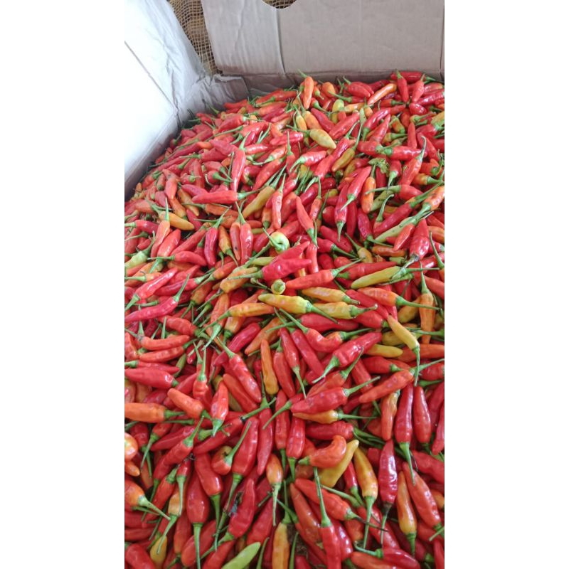 

cabe rawit merah 250