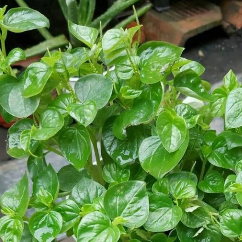 

Sirih Cina,Ketumpang Air fresh segar herbal 200gr Terlaris