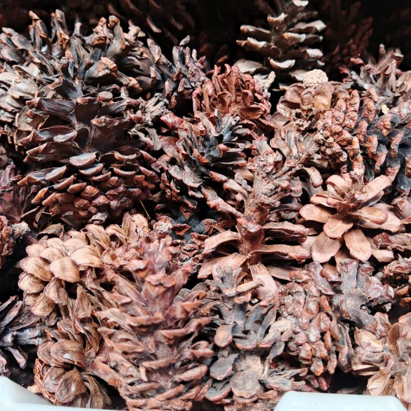 

Buah pinus - biji pinus kering - buah pinus natural - bahan dekor dan fotografi